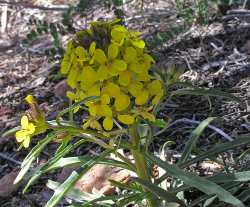 western wallflower.jpeg